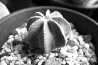 R0012594_mono.jpg